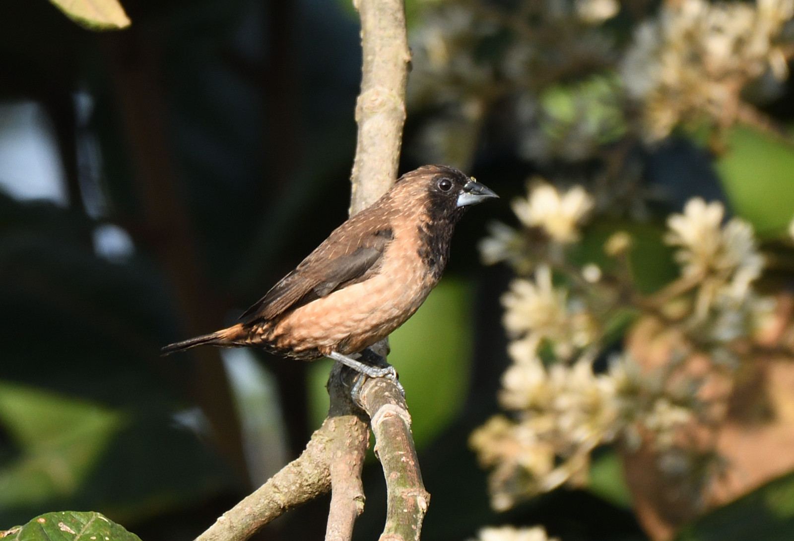 image Black-throated Munia